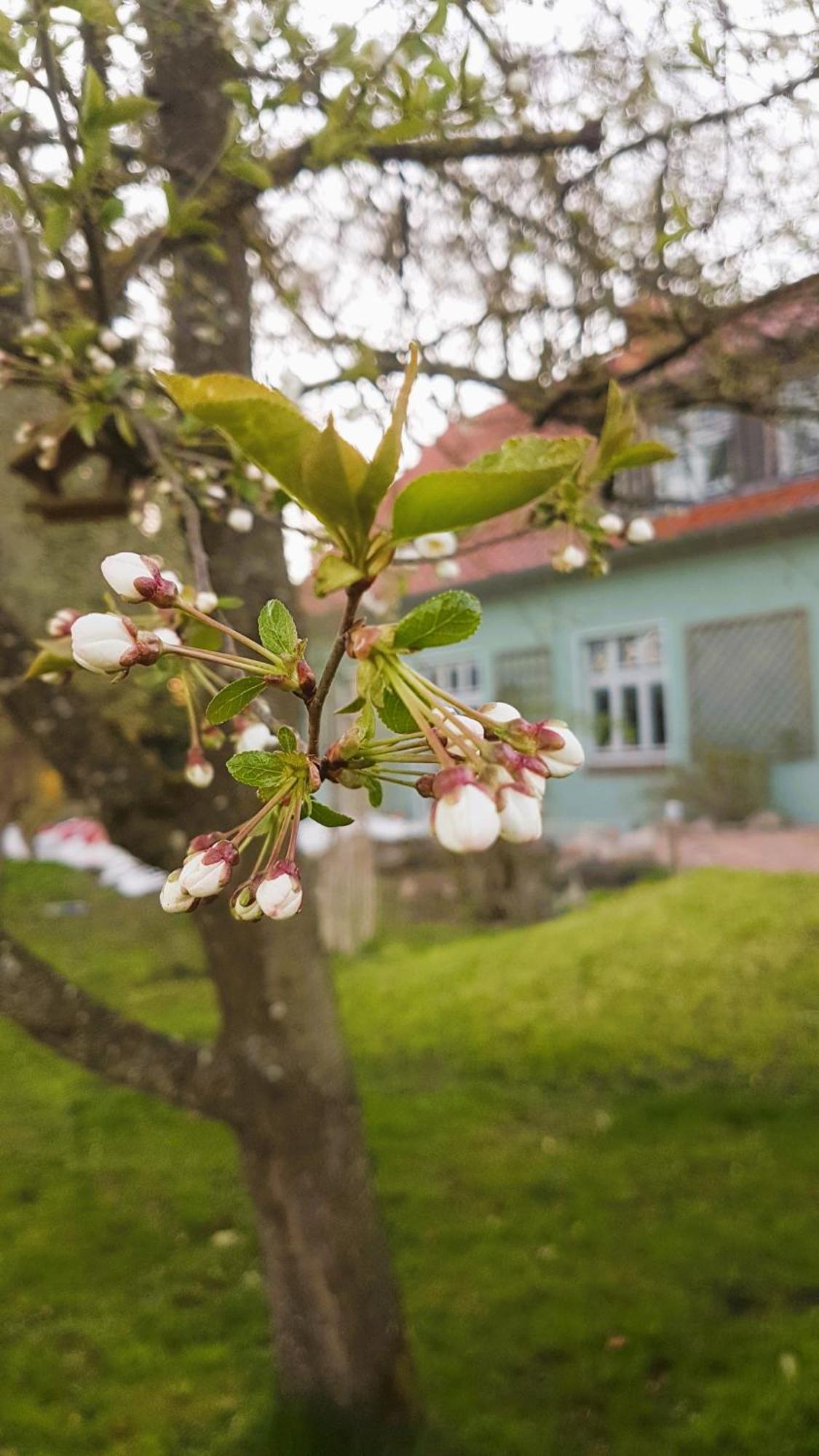Ferienhaus Salvia Gremersdorf-Buchholz Εξωτερικό φωτογραφία